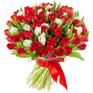 Букет-101-тюльпанов-микс-красных-и-белых