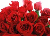 Red-Roses-Happy-Valentines-4K-Wallpaper-1024x768
