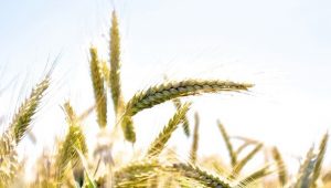 озима пшениця