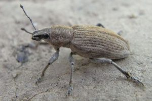 1200px-Tanymecus_palliatus_side