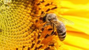 бджола пасічник