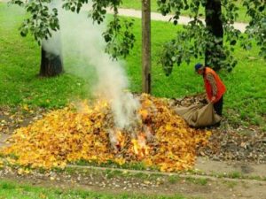 спалювання листя
